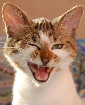 Il gatto - una storia dal libro "Santi quotidiani"