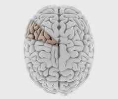 Il mito del 10 per cento del cervello