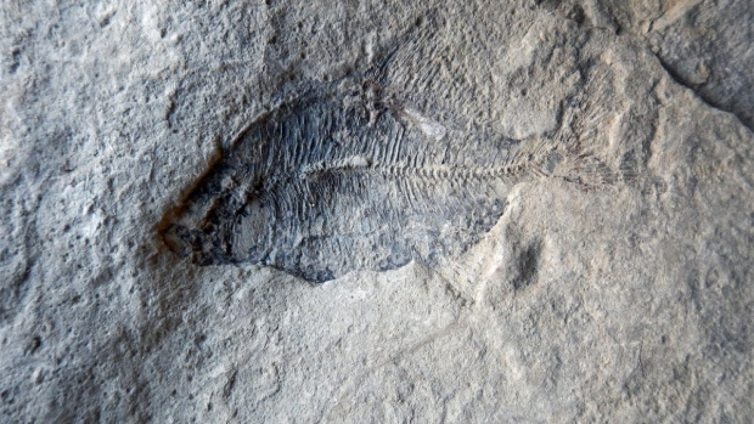 I "fossili liturgici"