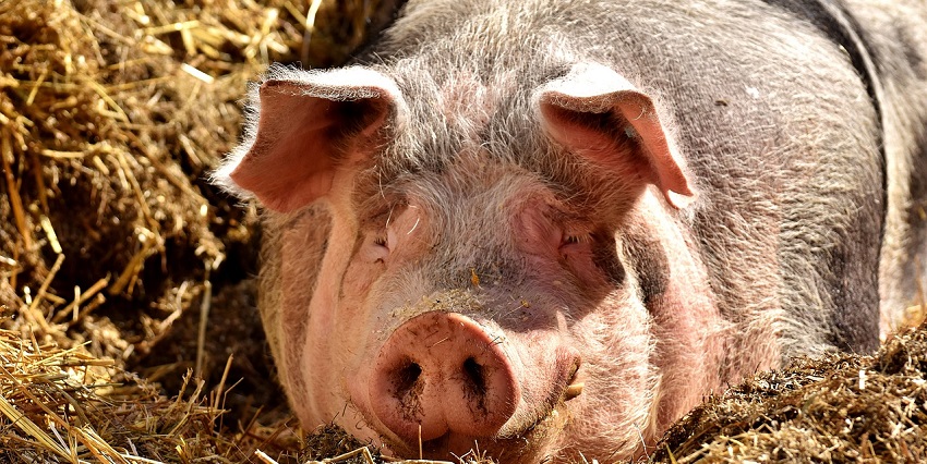 Tentativi di produrre borse di seta da orecchie di scrofa