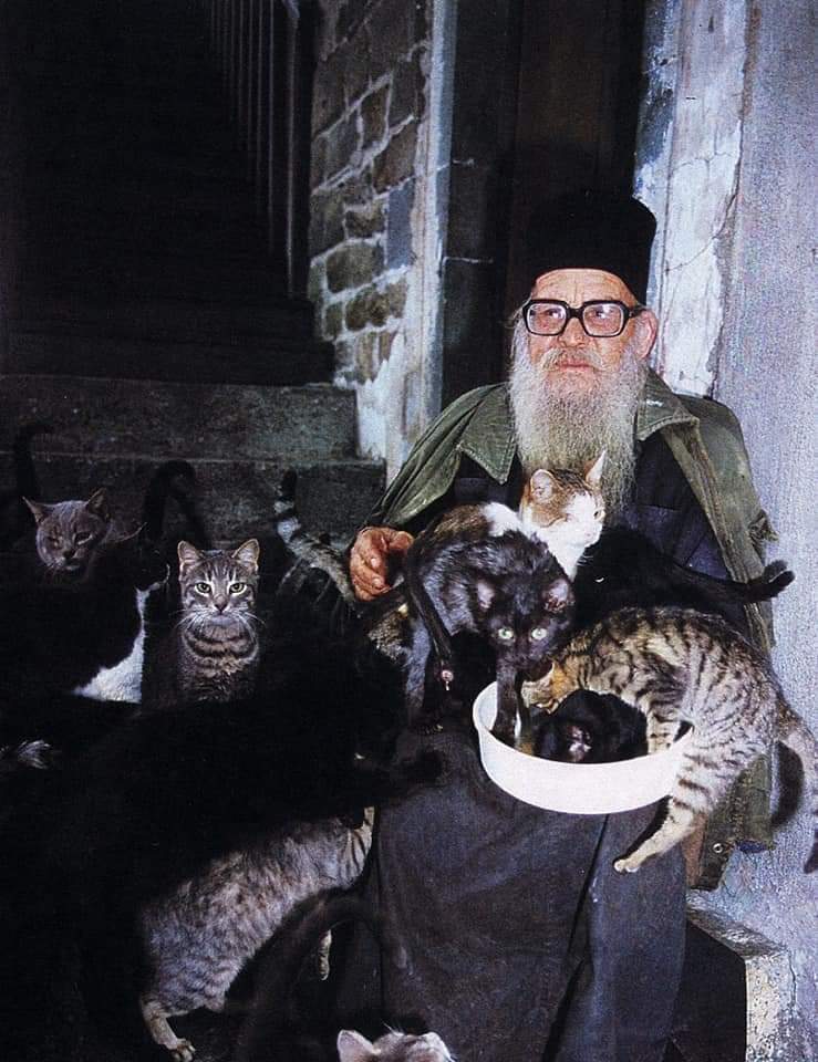 I gatti del Monte Athos: il segreto dell'obbedienza